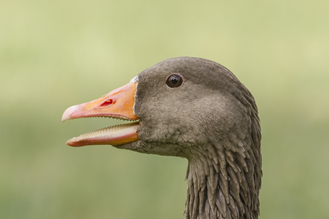 Schau mir in die Augen kleiner .....