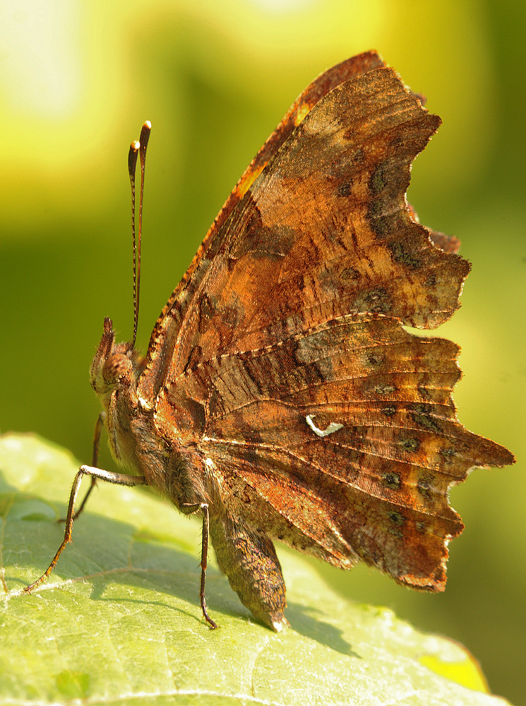 Sommerlicher C - Falter