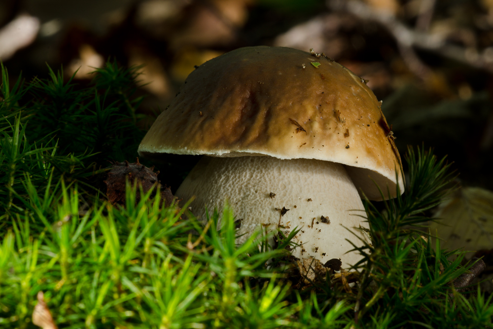 Steinpilz