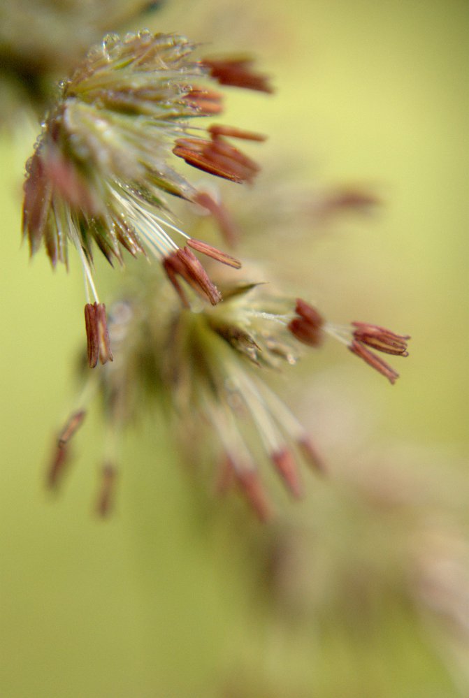 Tropfen im Gras