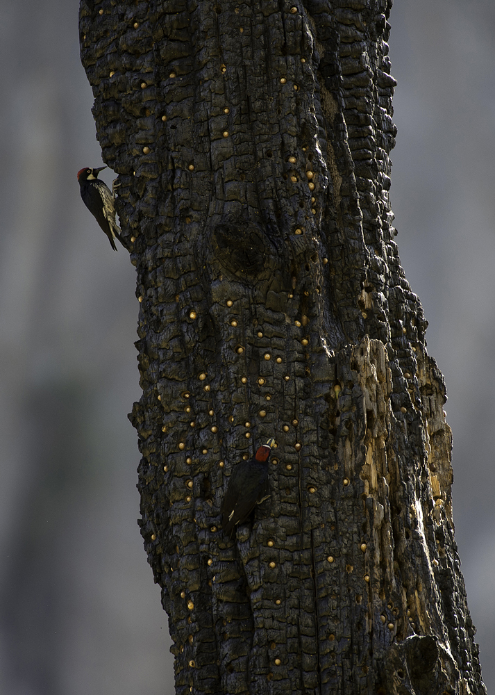 Acorn Woodpecker