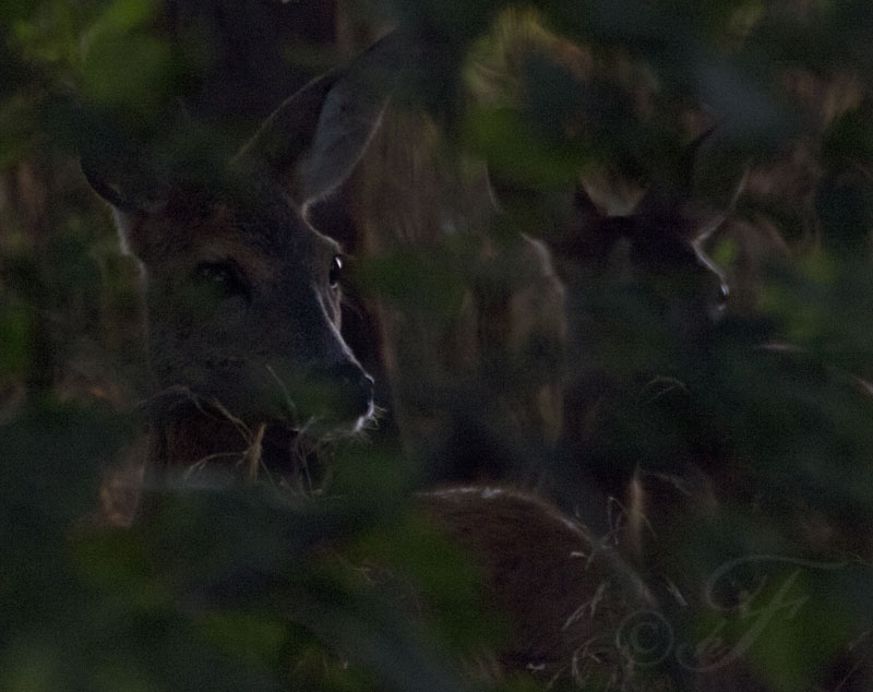 Rehe im Wald