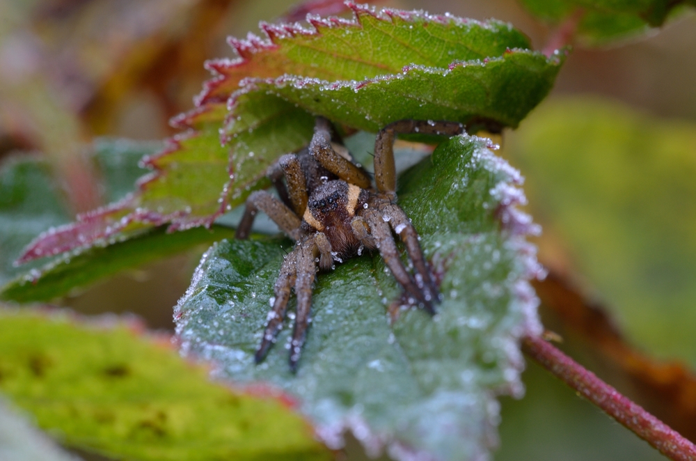 Gerandete Jagdspinne