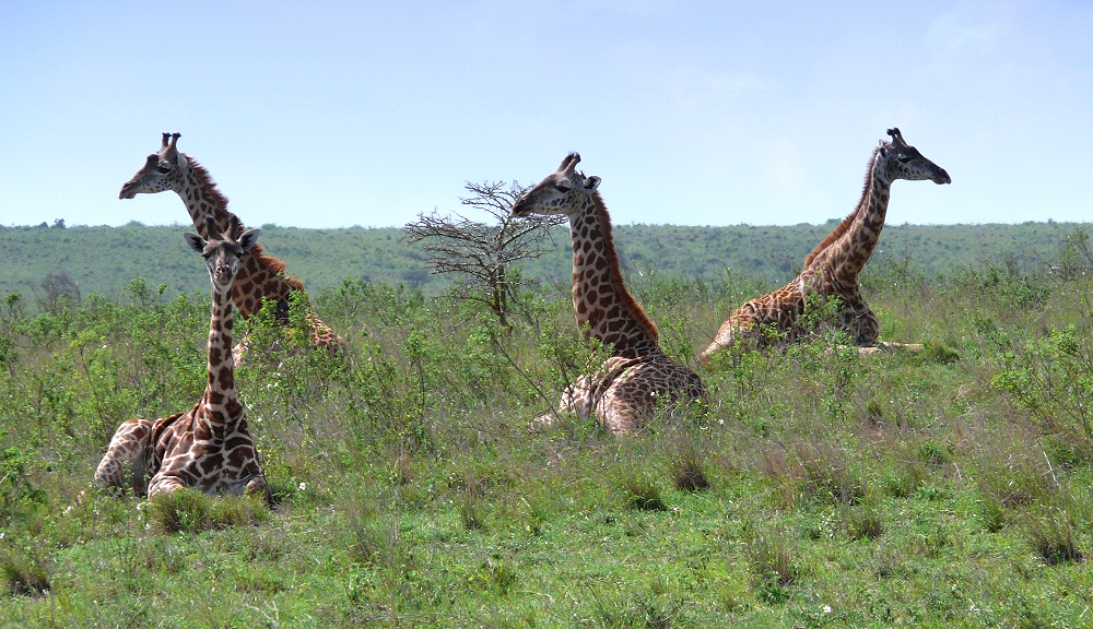 Massai-Giraffe (Giraffa camelopardalis tippelskirchi)
