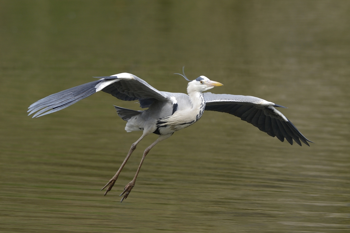 Anflug