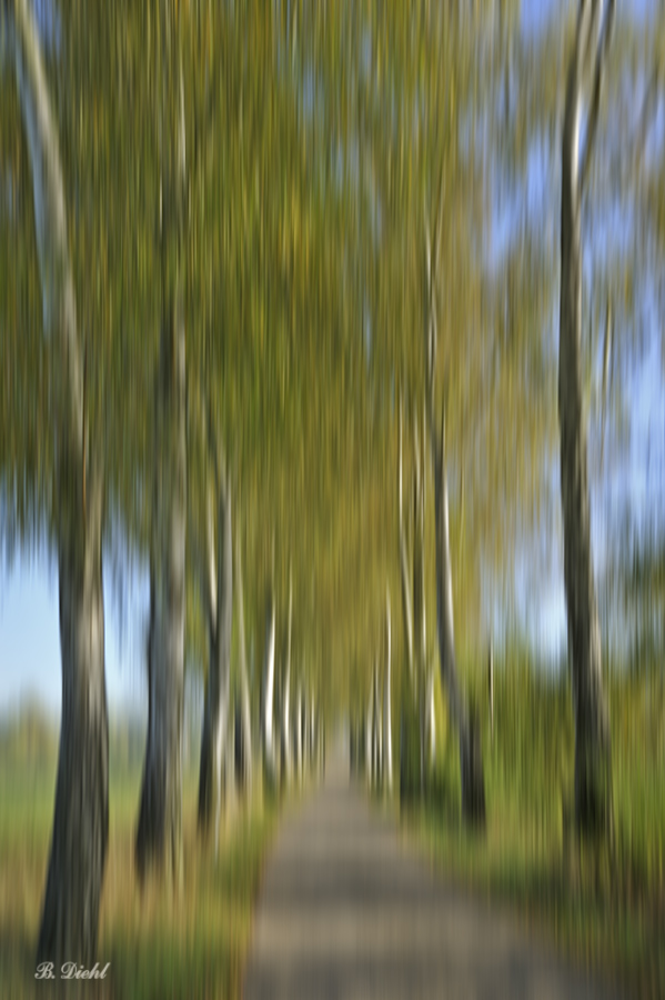 Birkenallee 2