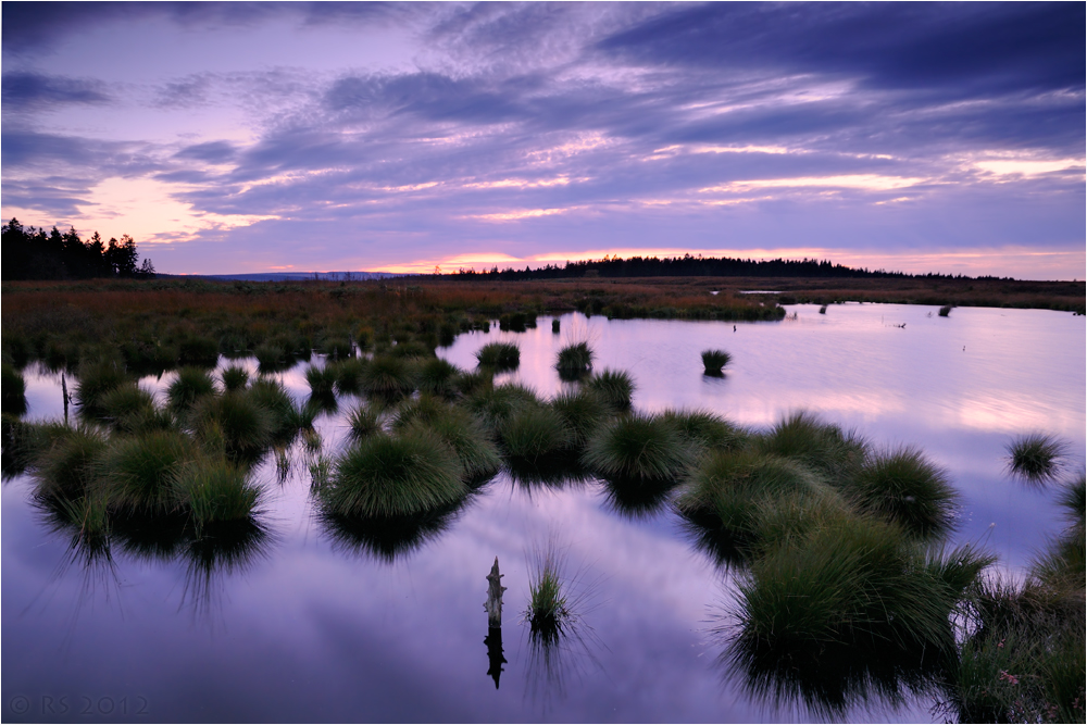 Abends im Moor