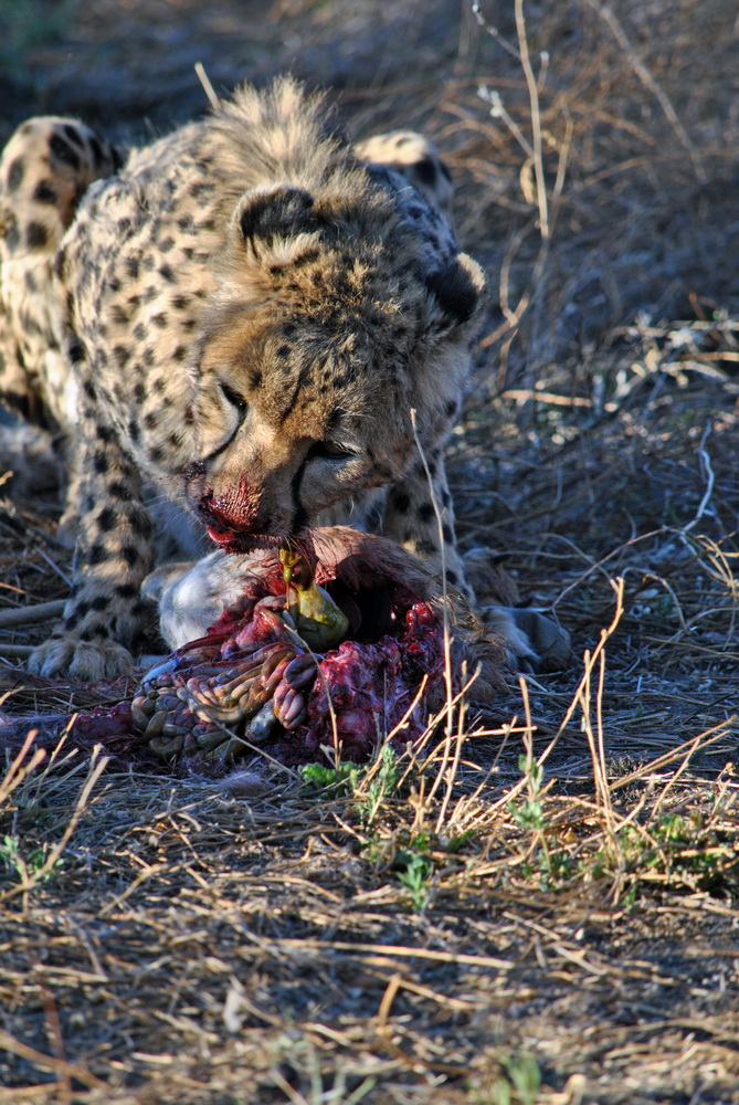 Cheetah-Dinner