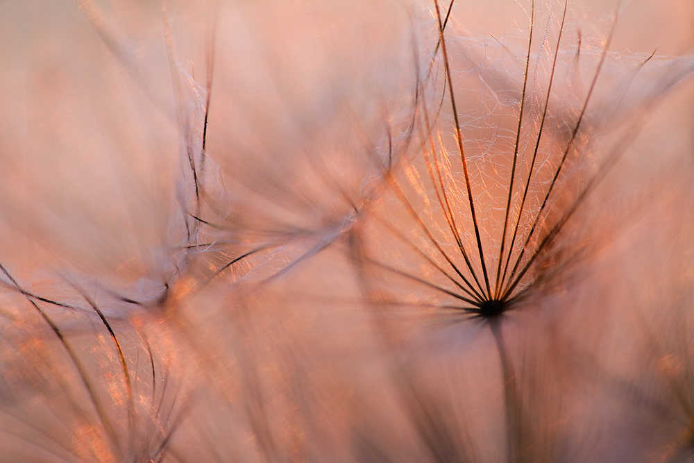 Blick in die Pusteblume