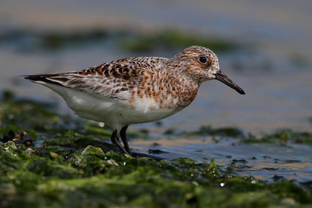Sanderling im PK