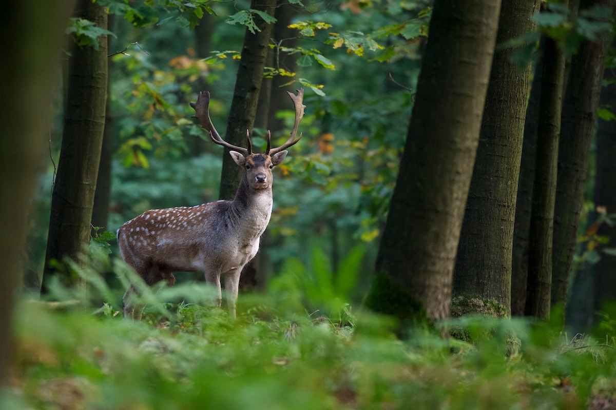 Der König in meinem Revier