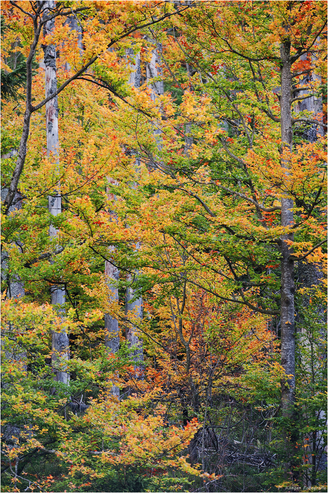 Farben des Herbstes