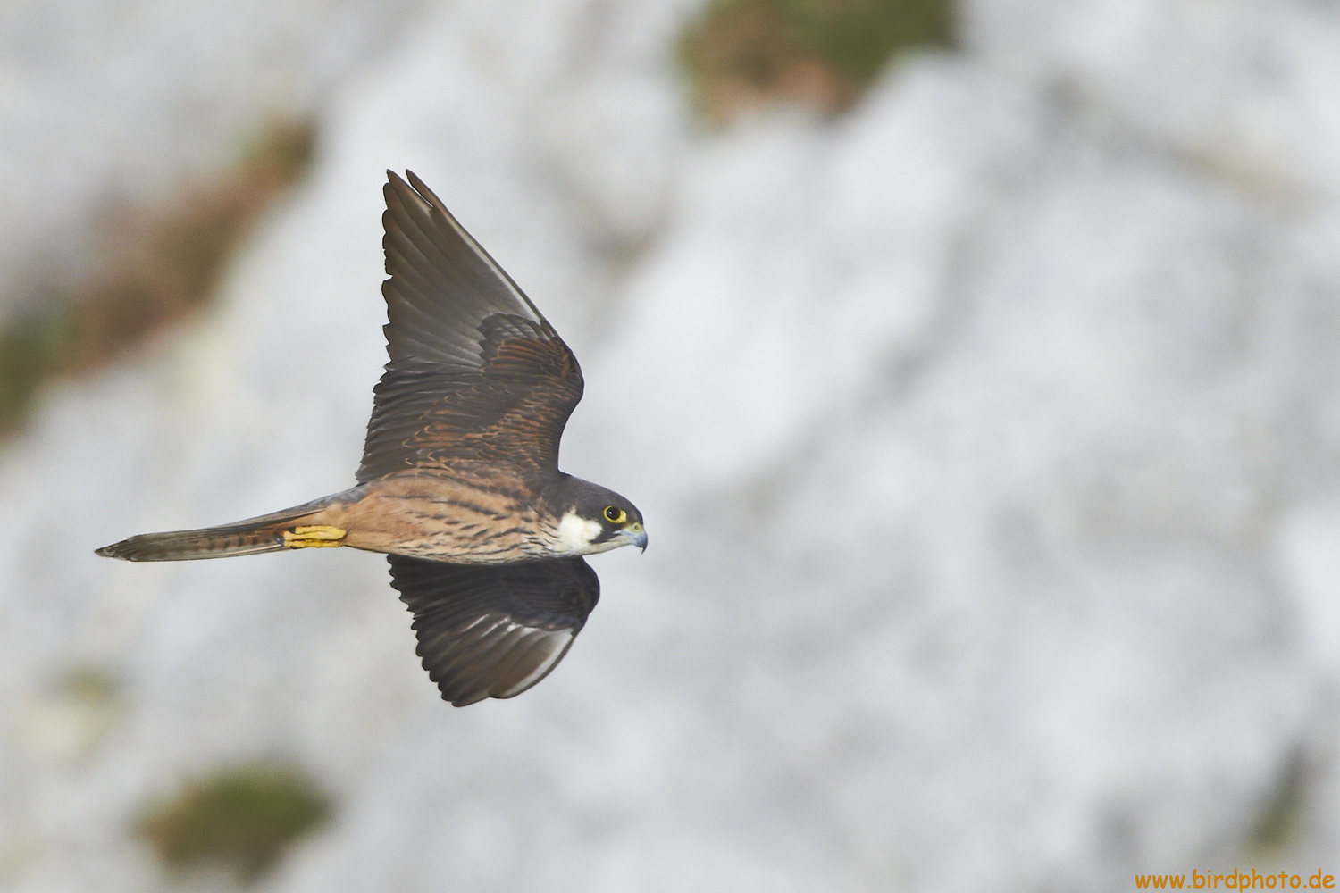 Eleonorenfalke (helle Variante)