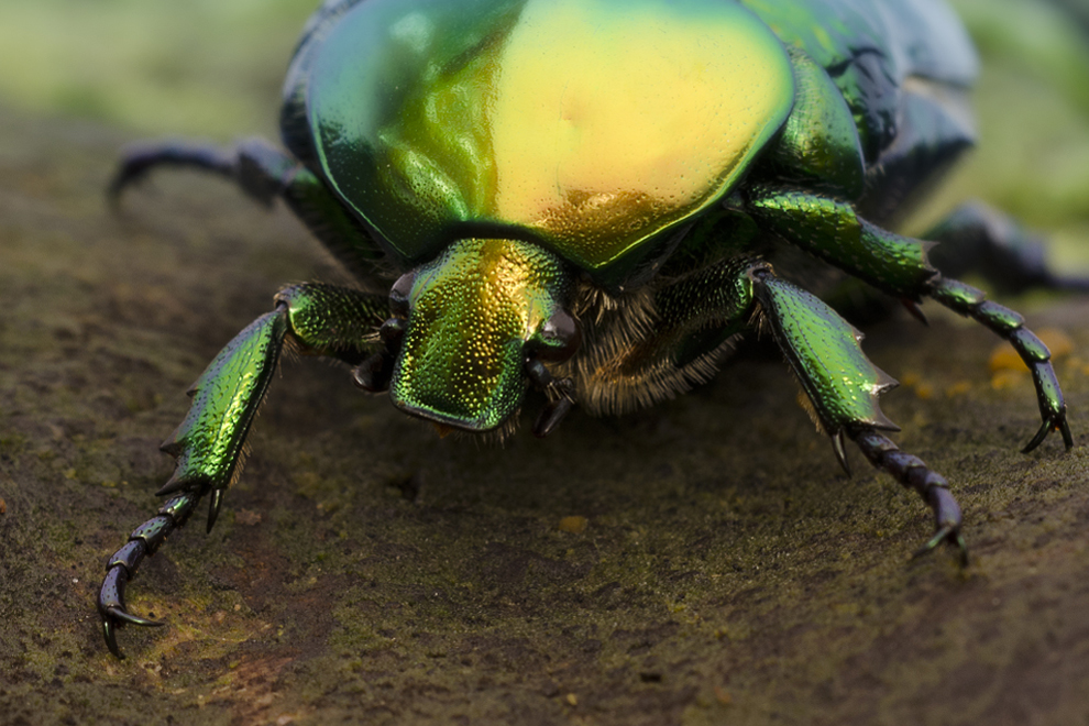 Kleines Monster (Forum für Naturfotografen)