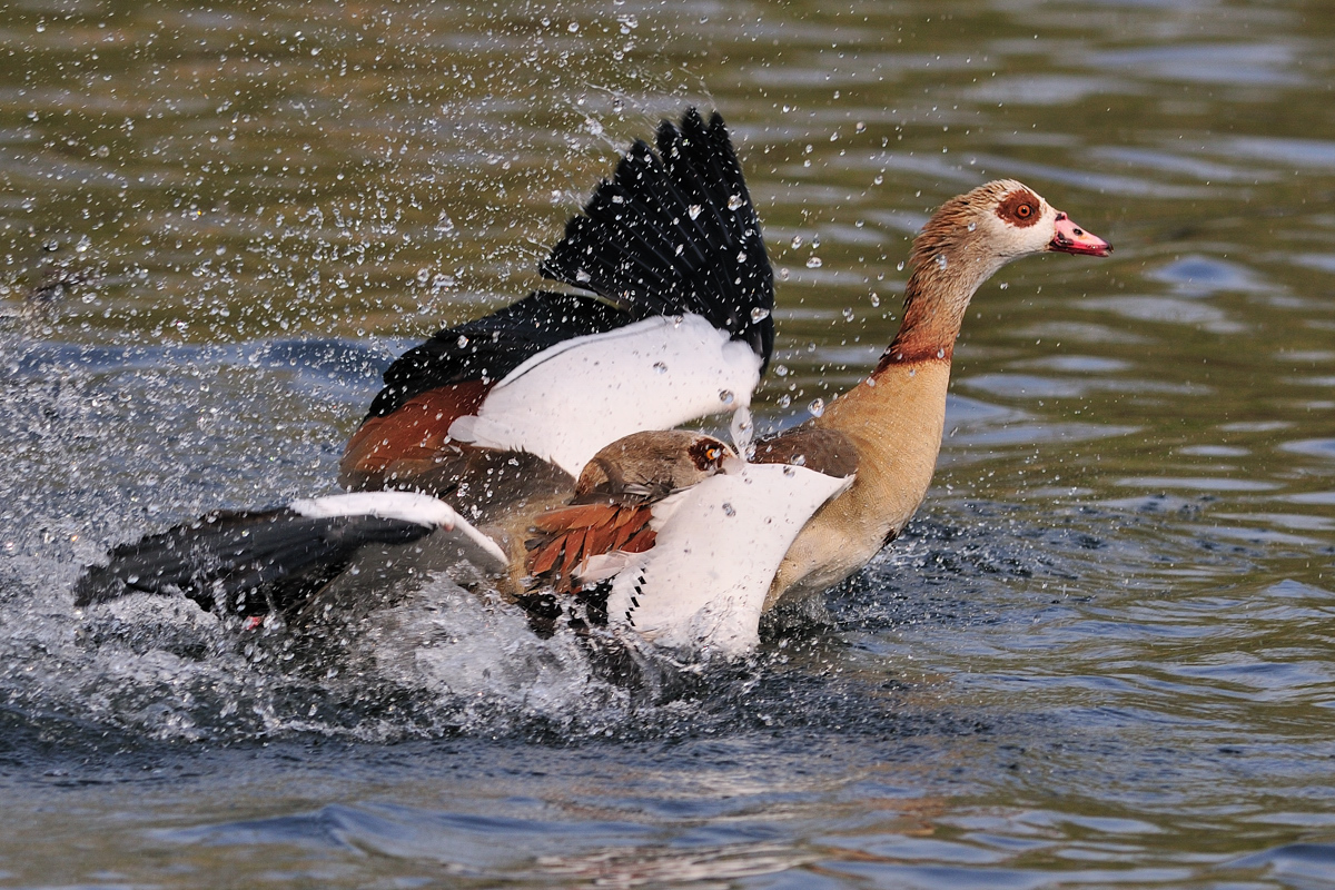 Nilgänse