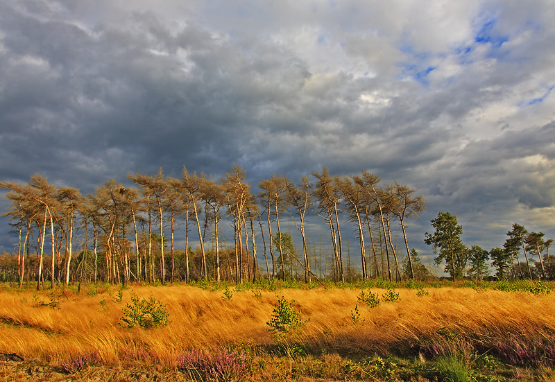 Abends in einer Heide Landschaft
