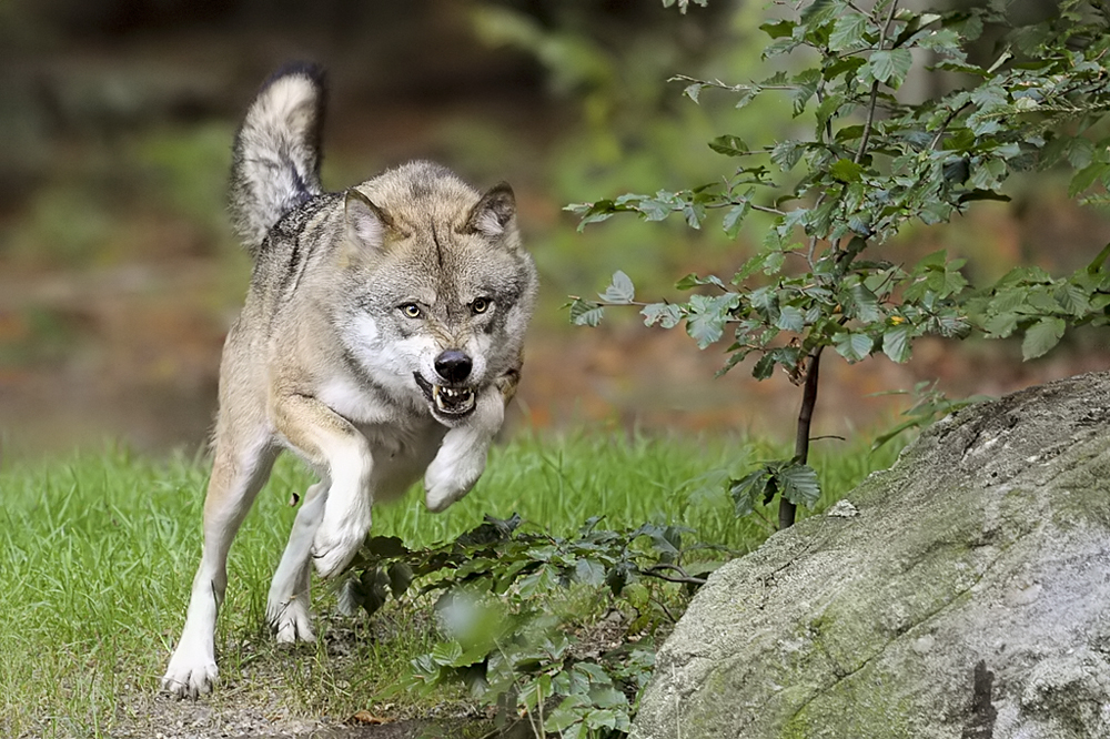 Wer hat Angst vorm bösen Wolf?