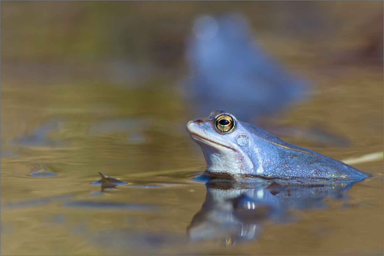 Der Moorfrosch (Rana arvalis)