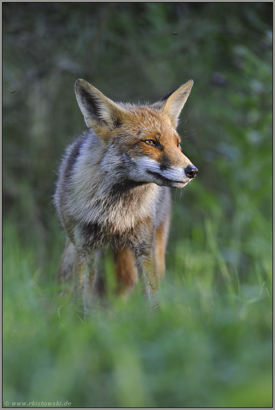 verschlagen... Rotfuchs *Vulpes vulpes*