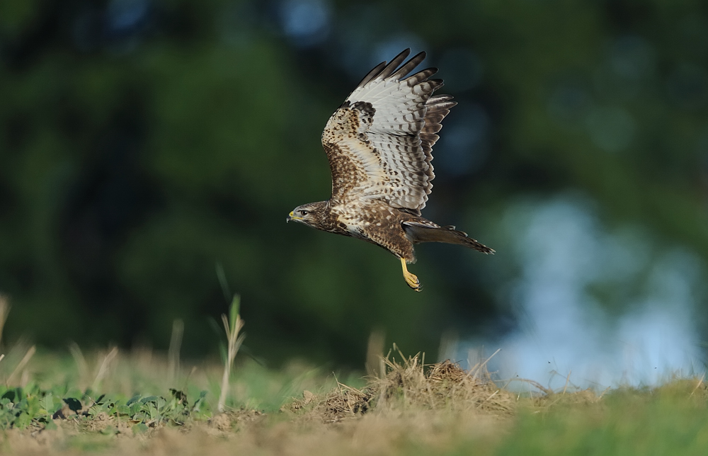 Bussard