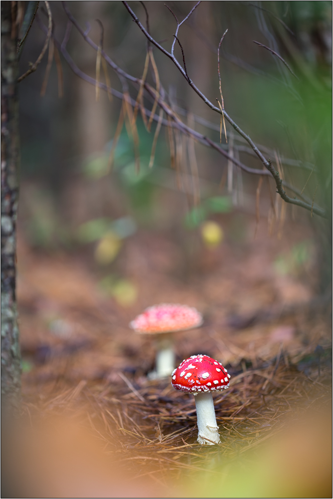 Mohnbild (Forum für Naturfotografen)