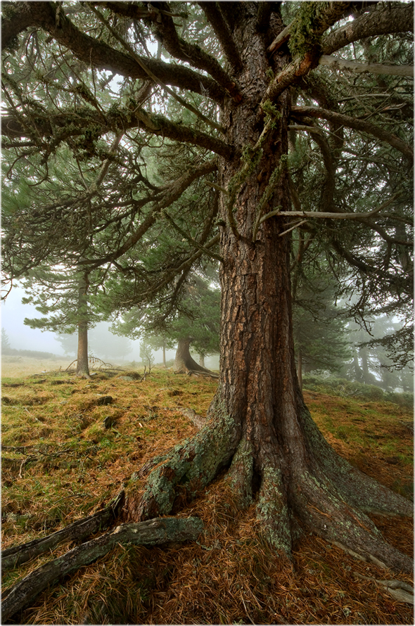 Zirben im Nebel (Forum für Naturfotografen)