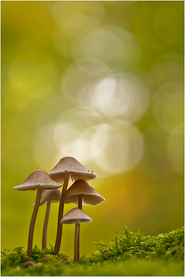 Pilze im Herbstlicht