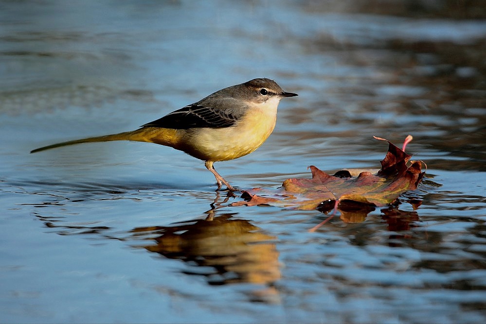 Gebirgsstelze im Herbst