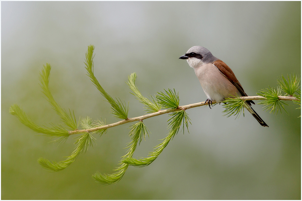 Neuntöter (Lanius collurio)