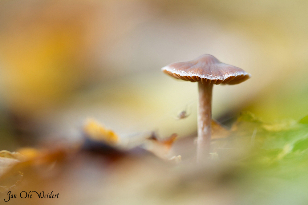 Herbstpilz