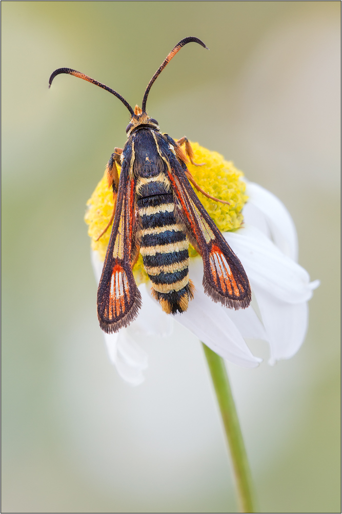 Hornklee-Glasflügler (Bembecia ichneumoniformis)