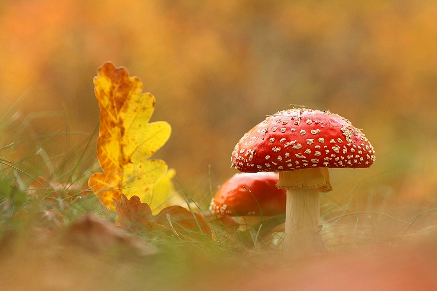 Rot mit weißen Punkten