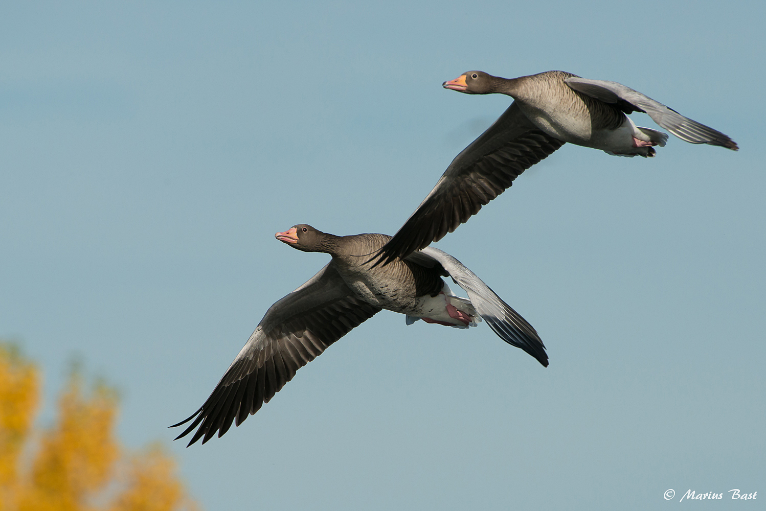 Flug in den Herbst....