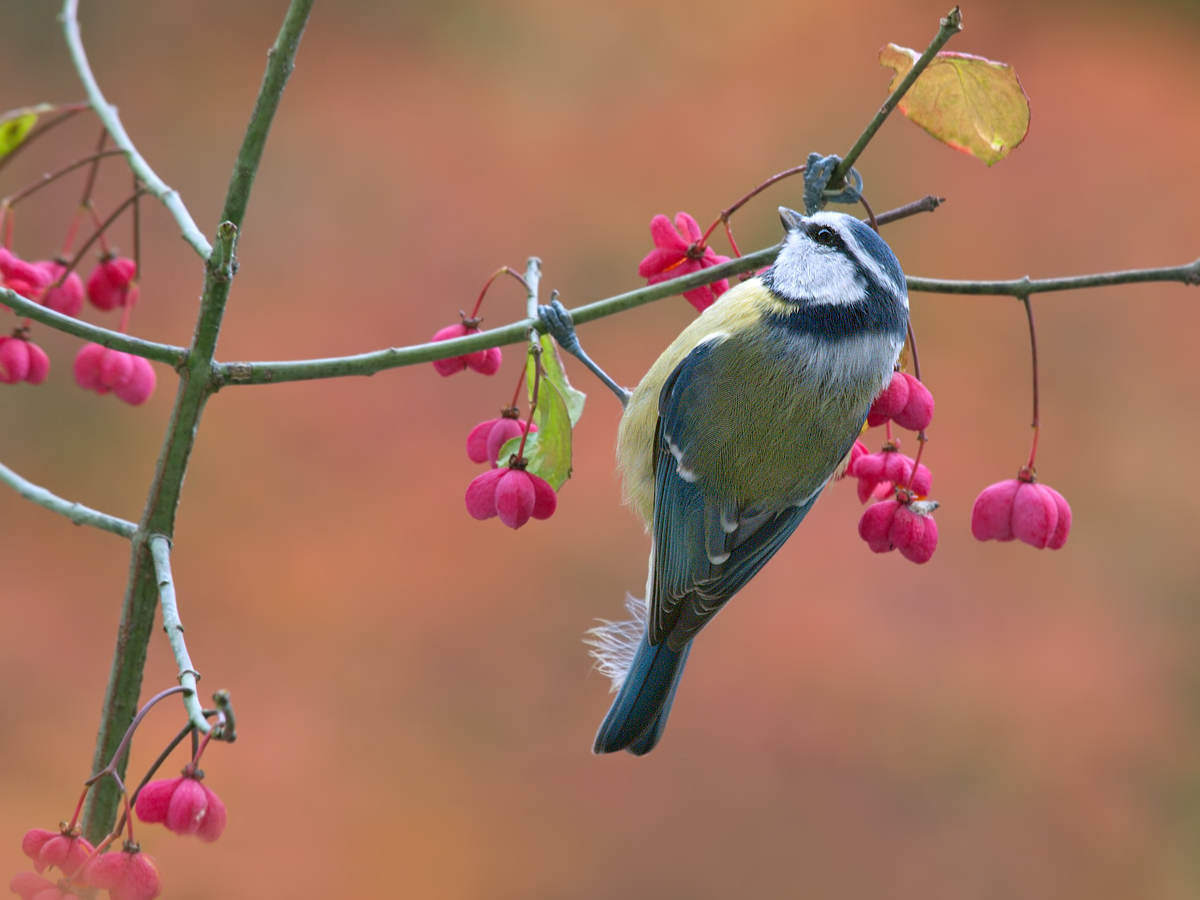 Herbstzeit,