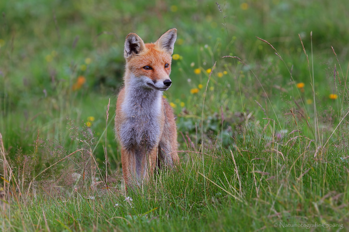 Rotfuchs (Vulpes vulpes)