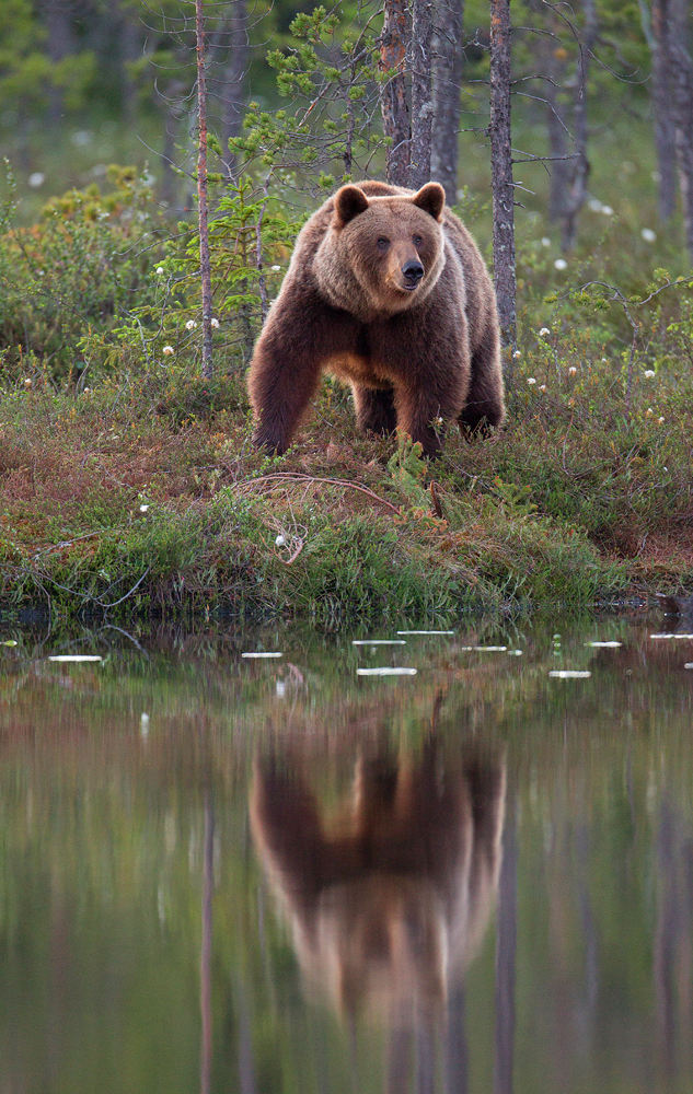 Europäischer Braunbär