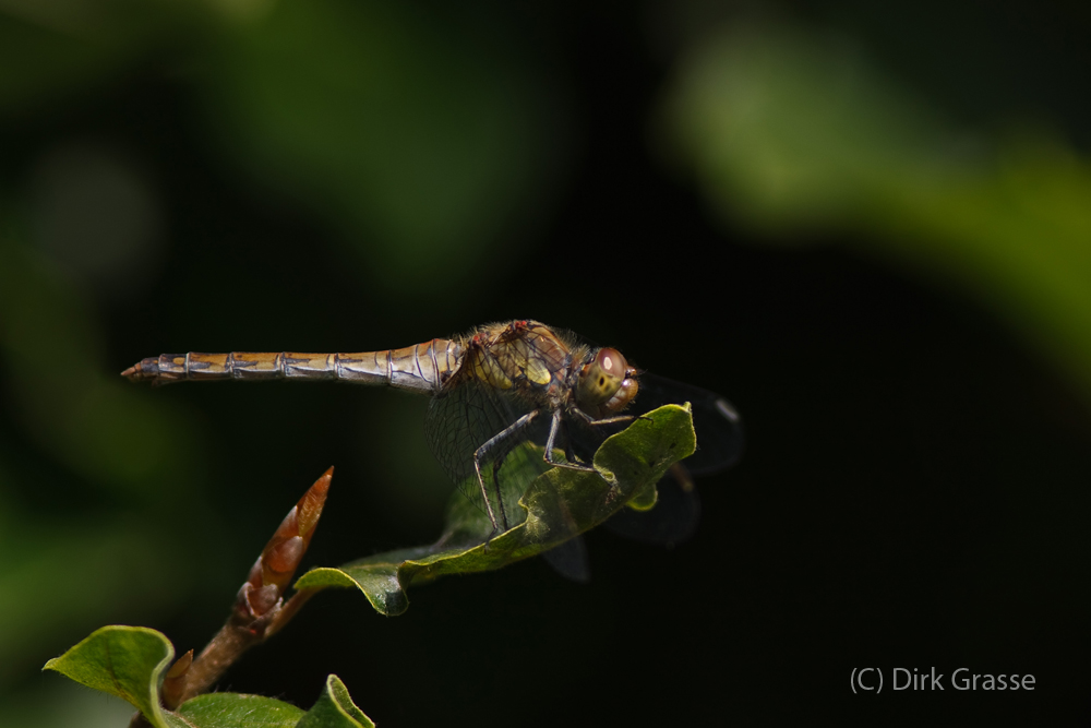 Große Heidelibelle - Sympetrum striolatum