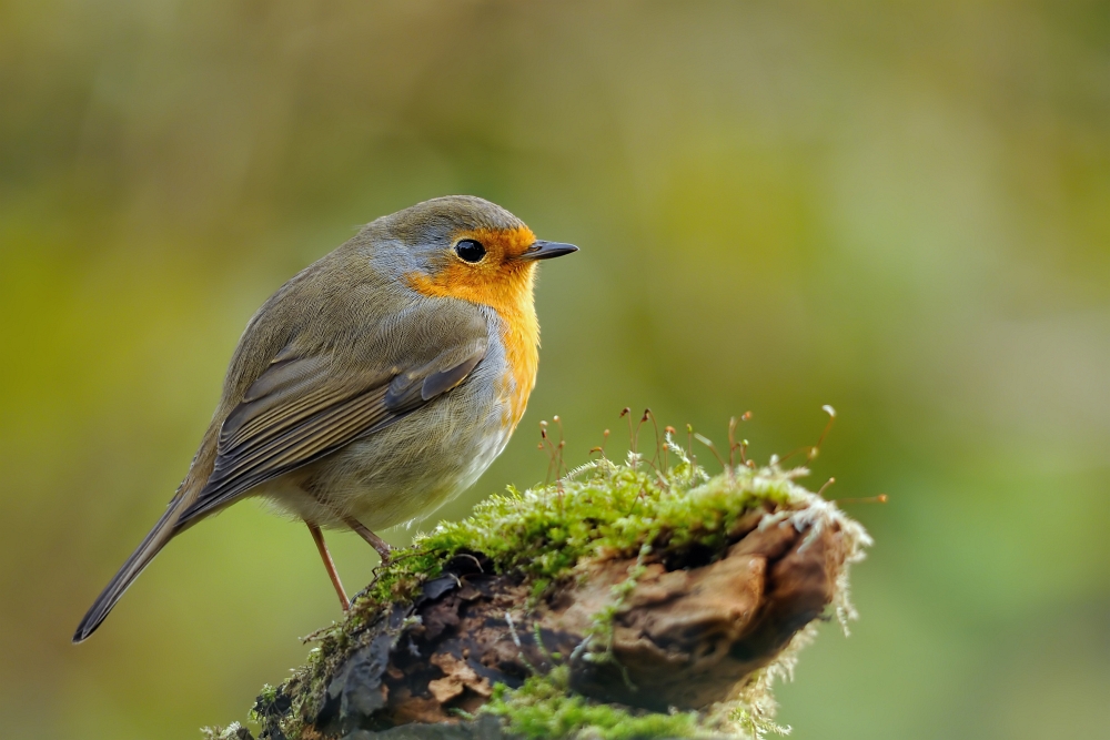 Robin