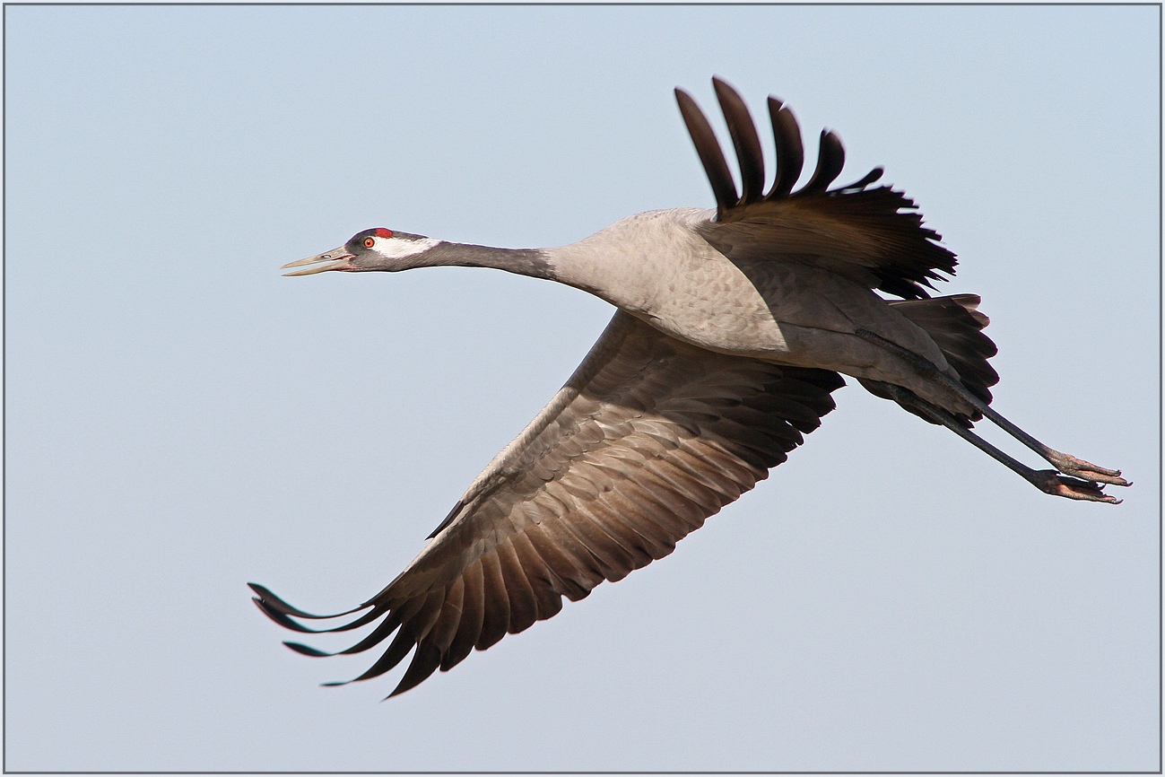 Kranich (Grus grus)