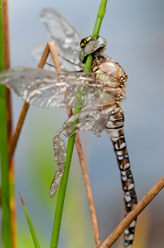 Brutale Natur ?