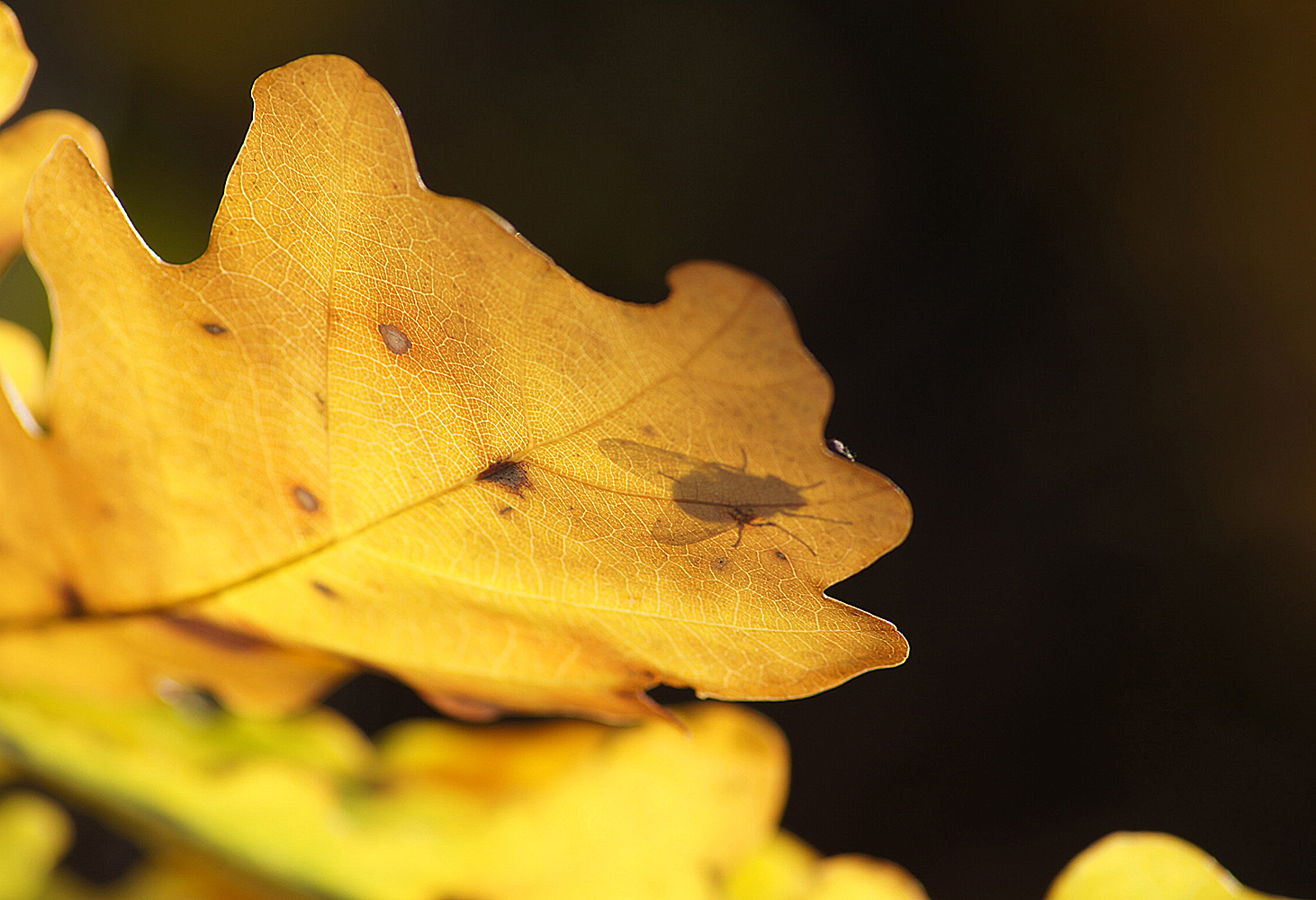 Fliegenschatten