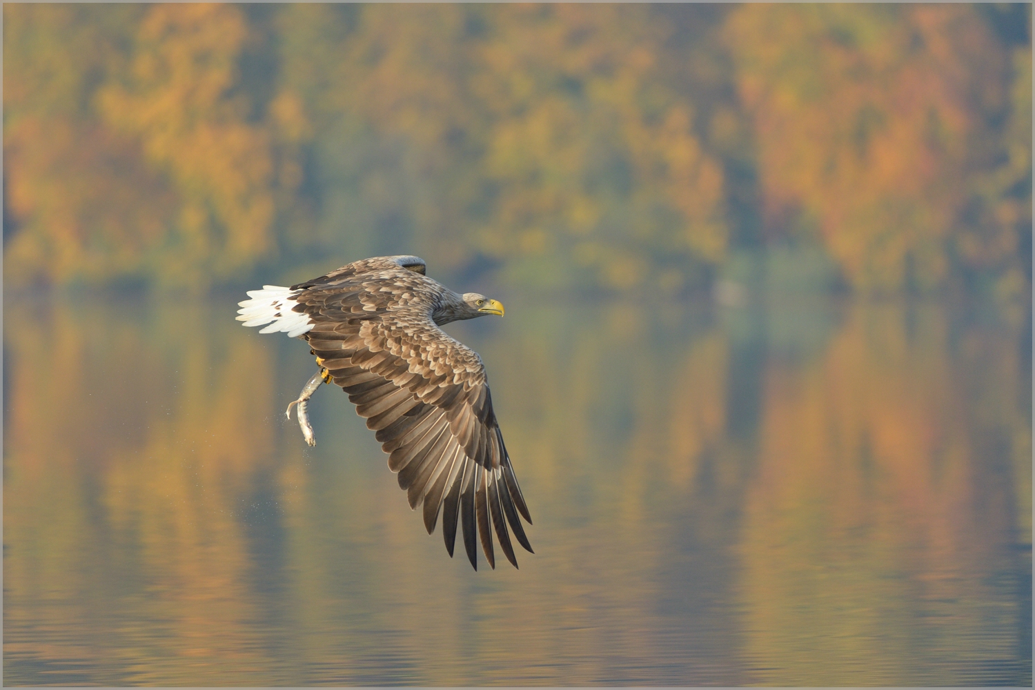 Seeadler im Herbst