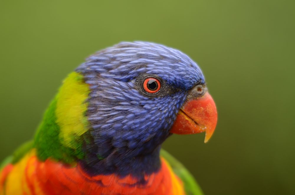 Rainbow Lorikeet (Allfarblori)