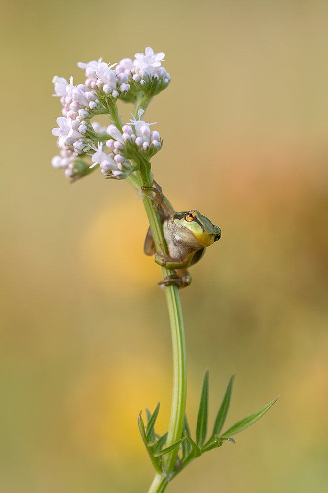 Laubfrosch