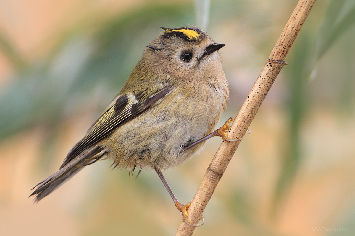 Wintergoldhähnchen - Regulus regulus