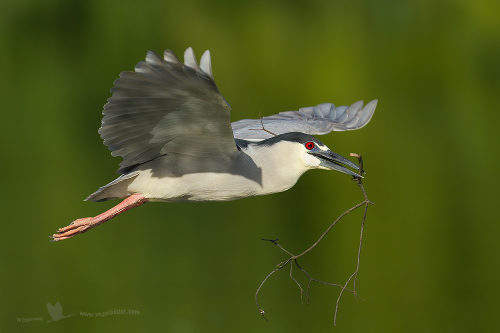 Nachtreiher (Nycticorax nycticorax), mit Nistmaterial