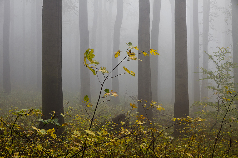 Herbst am Winterberg