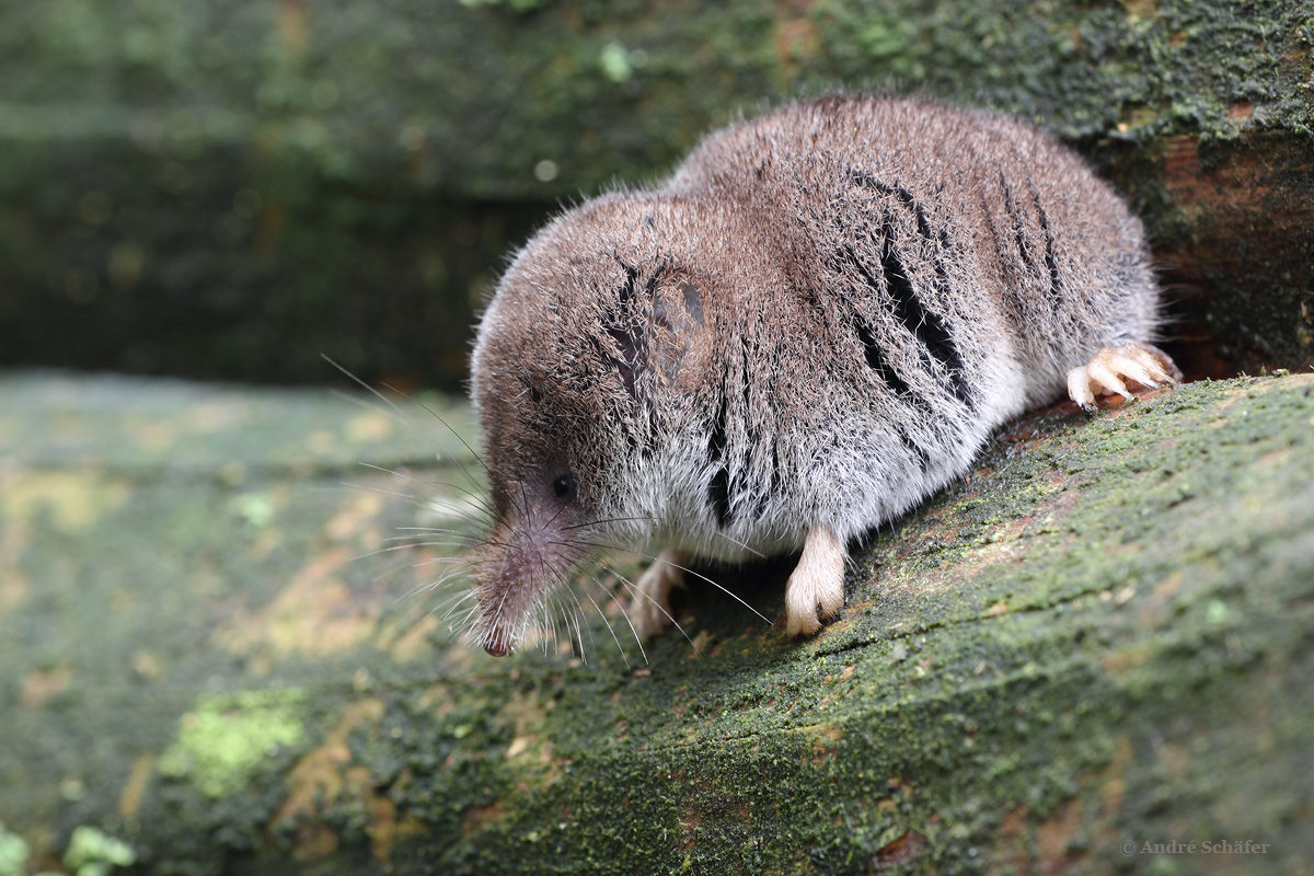 Spitzmaus