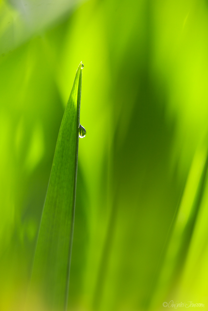 Einfach nur ein Blick ins feuchte Gras