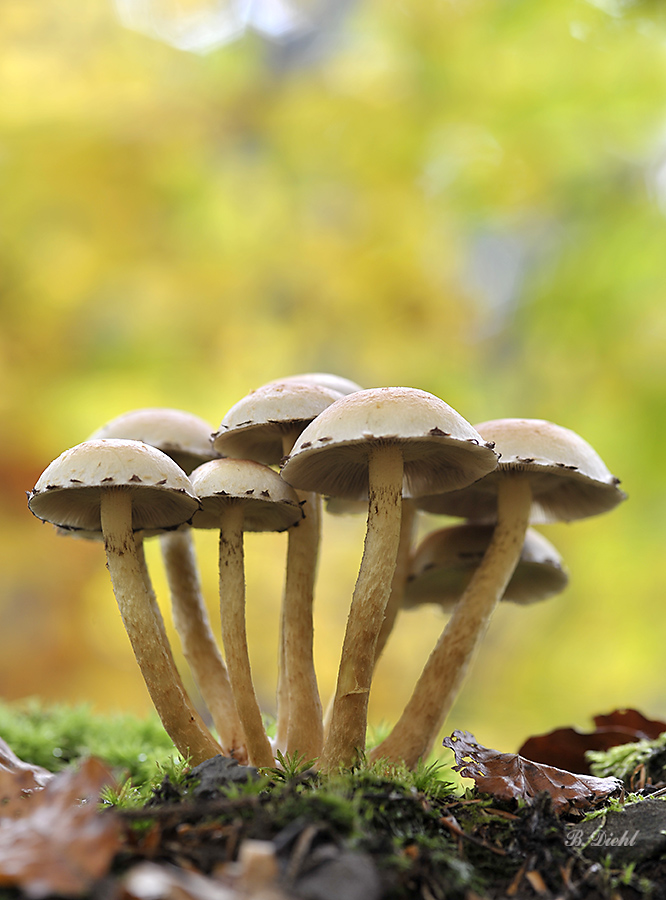 Herbstlicher Pilzwald